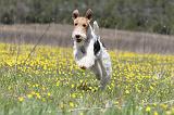 FOX TERRIER 346